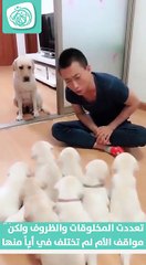 إنه قلب الأم يا سادة فما بعده قلب