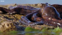 Extraordinary Octopus Takes To Land | The Hunt