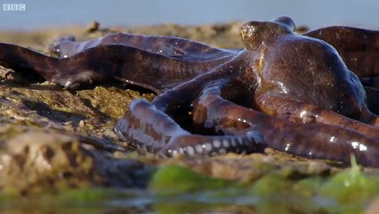 Extraordinary Octopus Takes To Land | The Hunt