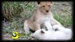 White Lions National Geographic Documentary - The Rare and Exotic Animals