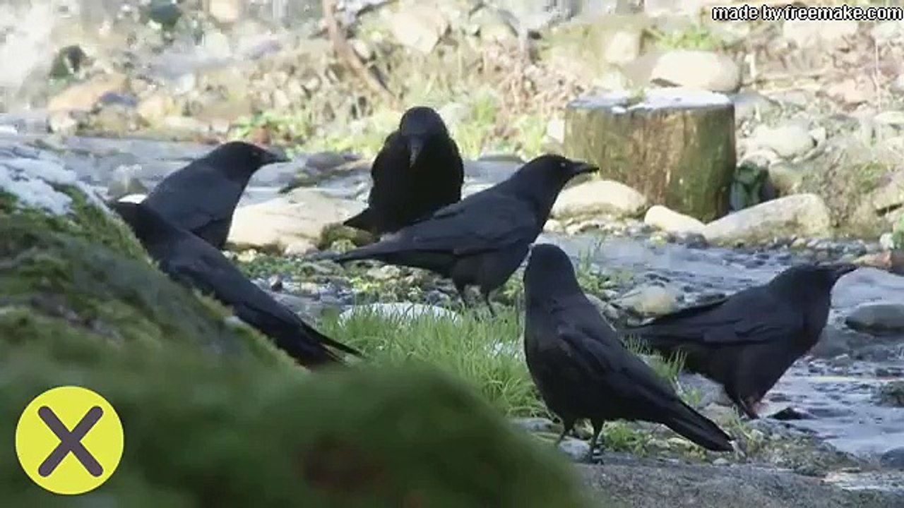 10 Animales haciendo cosas increíbles!