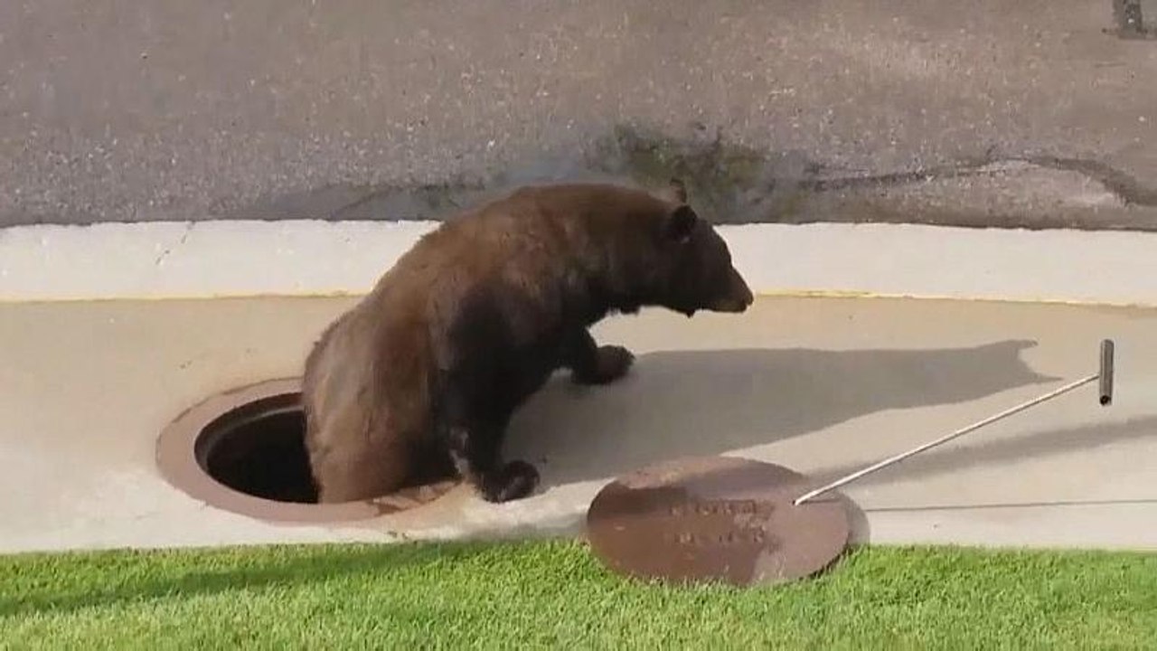 Bär steigt aus Gully