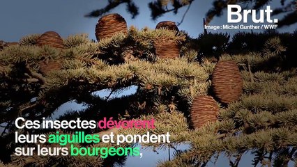 Au Liban, le cèdre emblématique gravement menacé