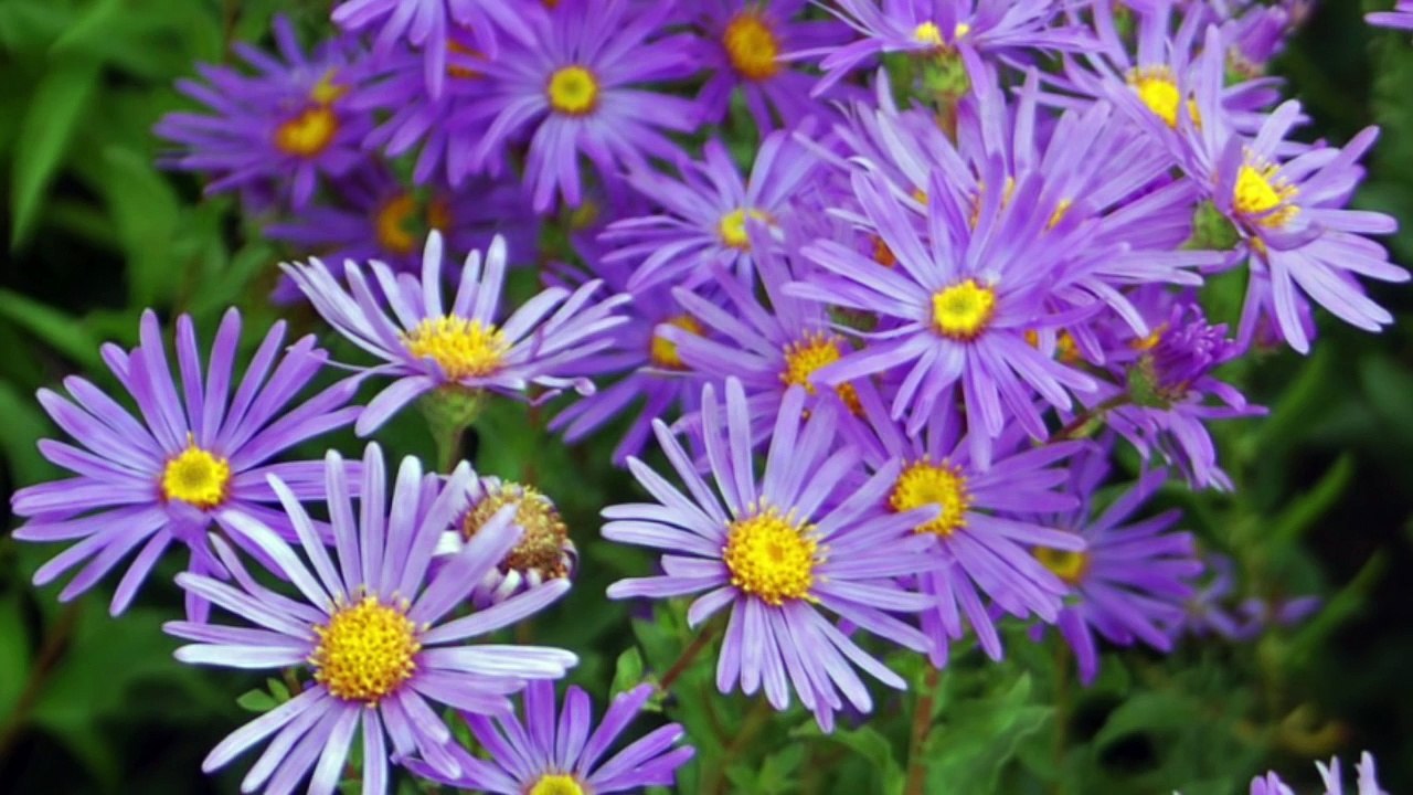 Guided Meditation Ep 15 Releasing and transforming from a bad day week month