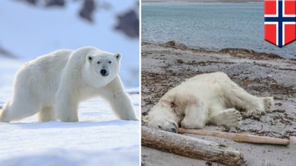 Polar bear acts like a polar bear and is shot dead by ship guard