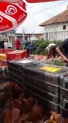 Shikojeni se në çfarë gjendje bëhet therja e pulave në tregun e Prishtinës