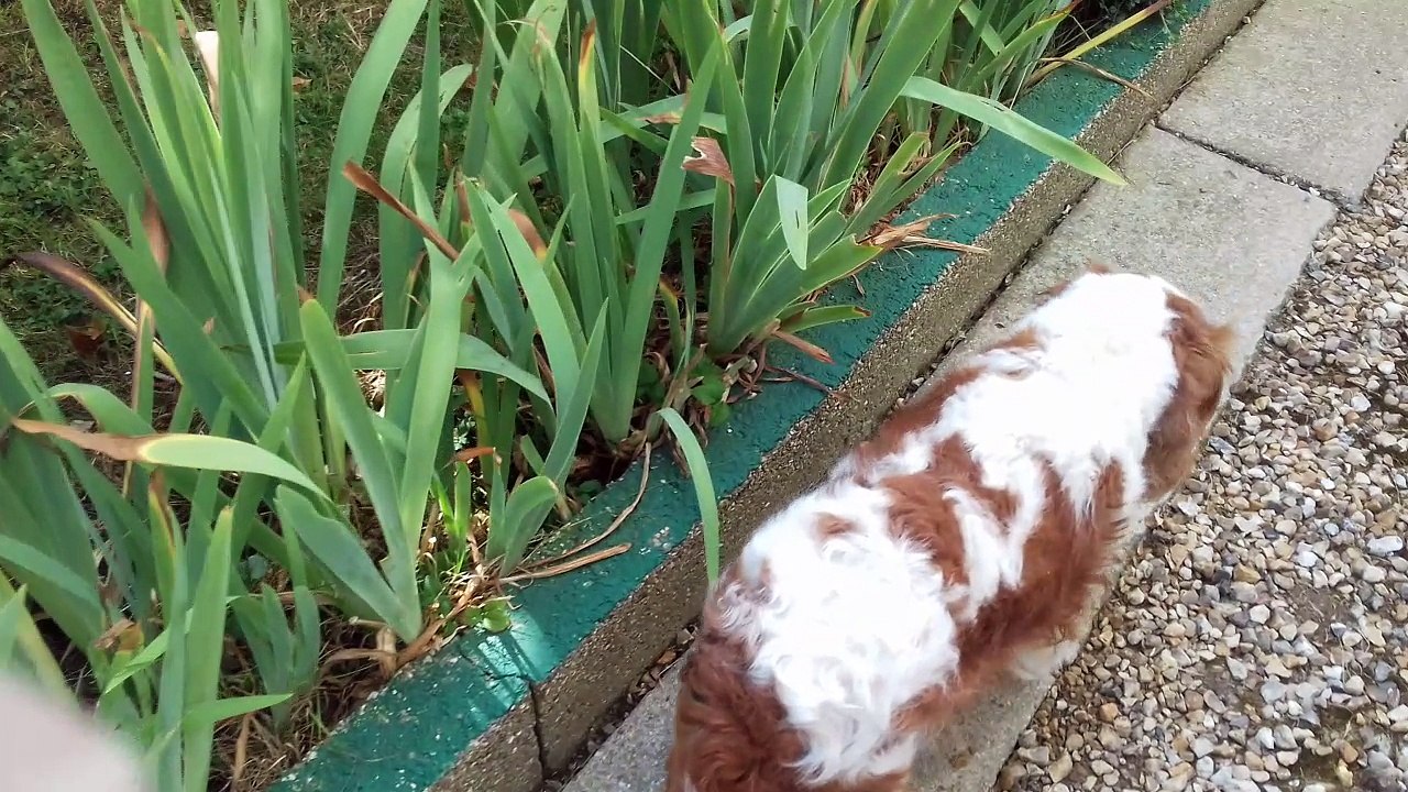 Du Vent dans les poils