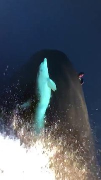 Un dauphin nage à la proue d'un bateau