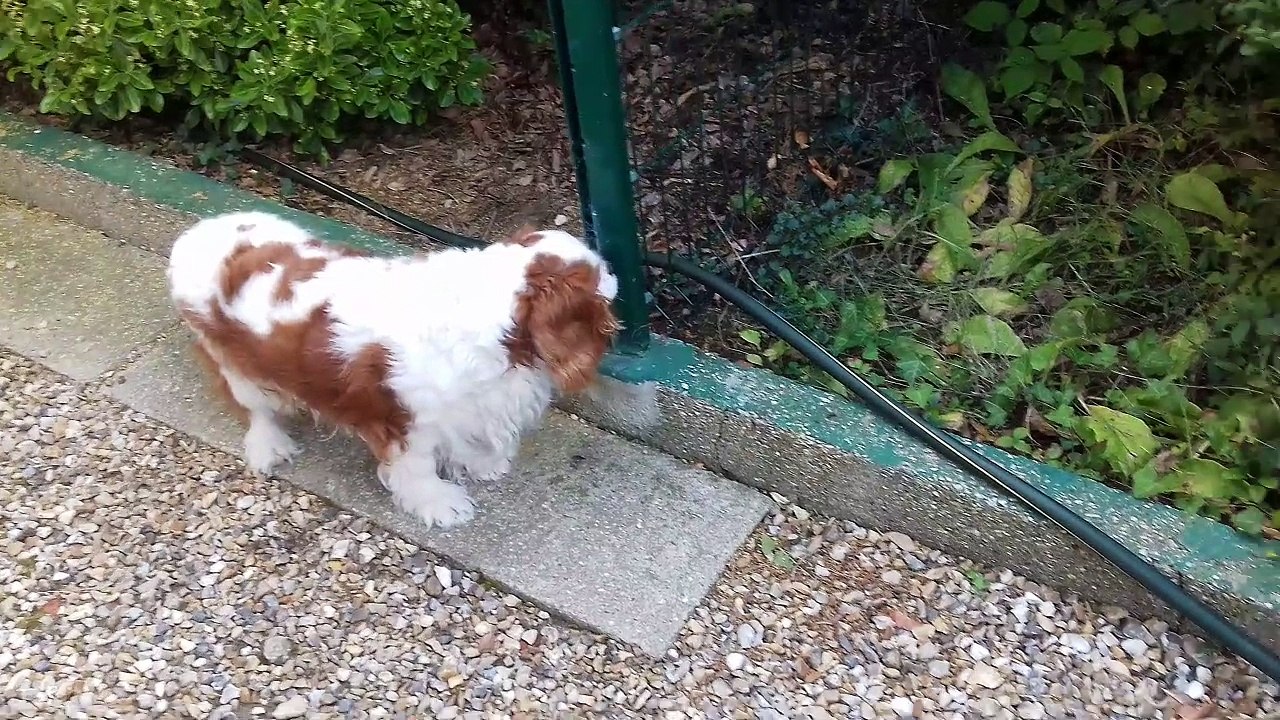 Mon petit pépère Alto