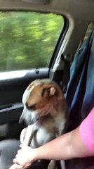 Cachorro agradece com gesto emocionante após ser resgatado e deixa nova dona chorando