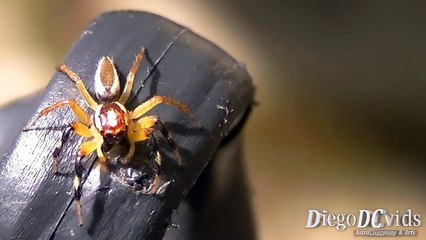 Jumping spider species Yellow legs Salticidae