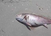 Red Tide Washes up Sea-Life on Southwest Florida Shores