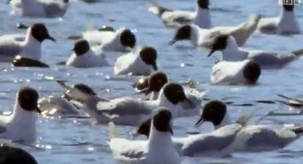 Nature  039 s Great Events S01  E06 The Great Feast - Part 01
