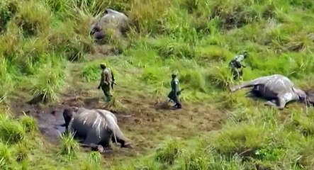 Nature  039 s Great Race S01  E01 Elephants - Part 01
