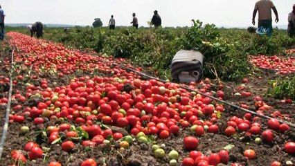 Karacabey Ovası’nda domates hasadı başladı