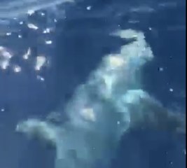 Marseille : un requin de 6m de long pêché au Frioul cet après-midi