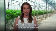 Take a look inside the world's largest legal cannabis farm - BBC News