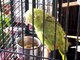 parrot, amazon parrot , sing , papegaai , zingt, parrot sings opera fragment, it's really not a fake