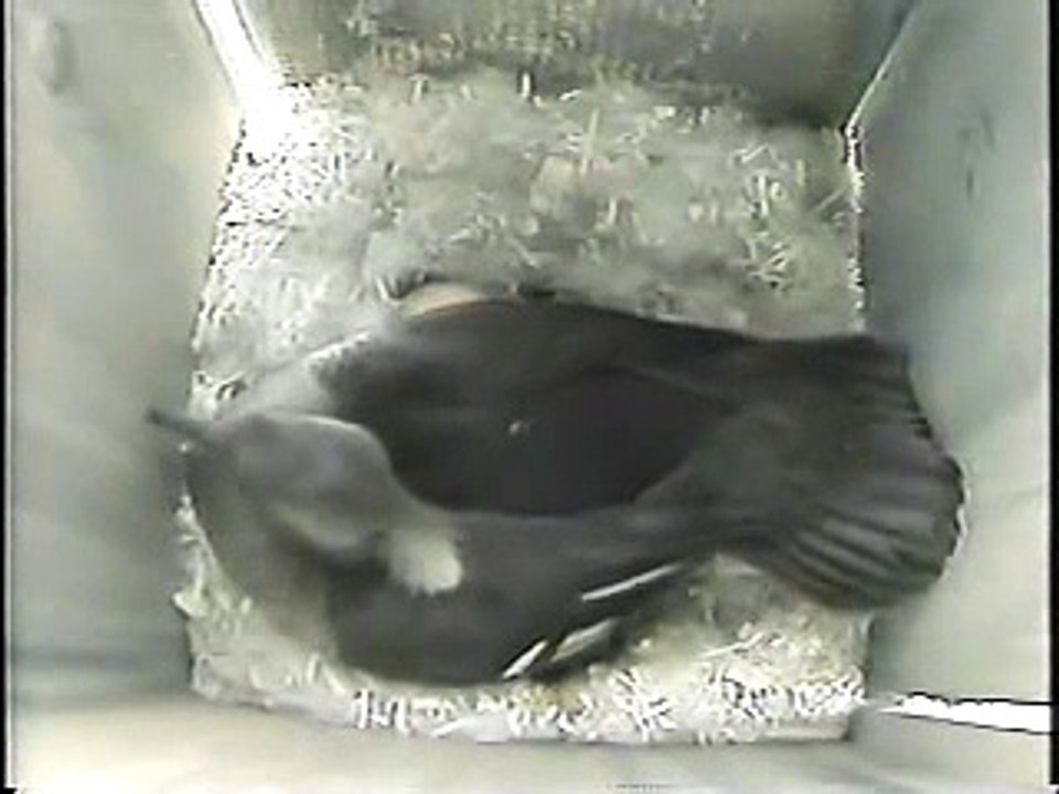 Wood Duck 6: The Alien Invader