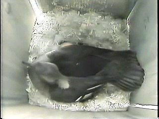 Wood Duck 6: The Alien Invader