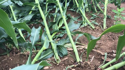 Le labyrinthe de maïs détruit par le vent