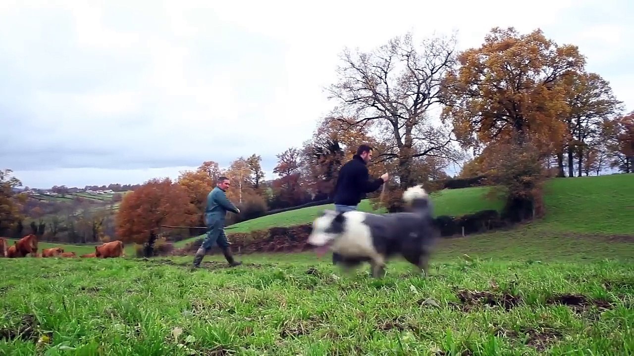 Devenir éleveur, pourquoi pas moi ? Ep.3 éleveurs de bovins viande