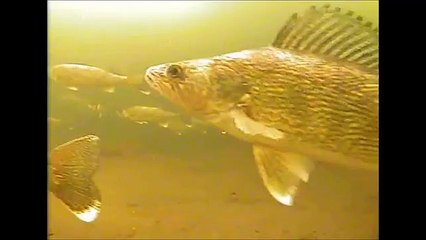 Ice fishing walleye in South Dakota using marcum lx 9