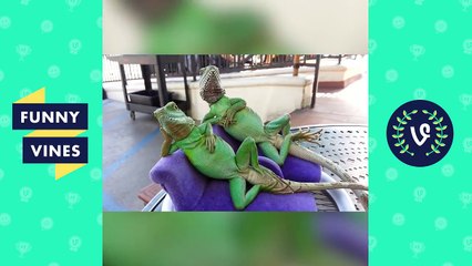 ULTIMATE Funny Animals Compilation 2017 - Best Animal Videos _30 MIN_ _ Funny Vine ( 720 X 1280 )