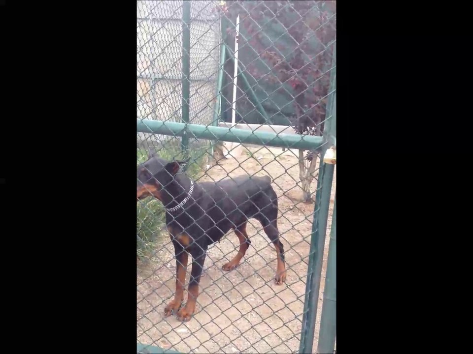 Doberman couple