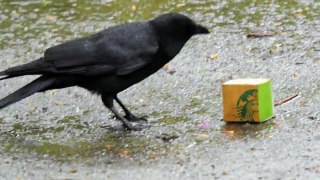 Smart Crow Vs Starbucks Box with Peanuts