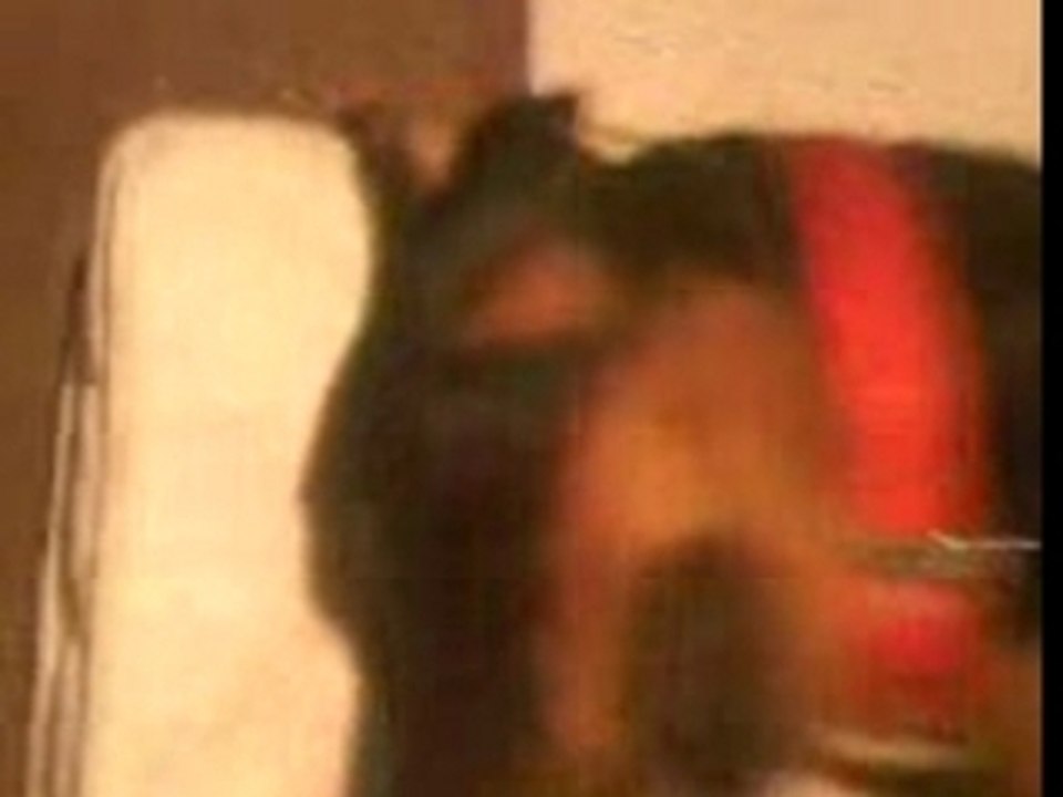 un chien mechan qui ronfle