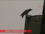 Corvine bird Calls upon Allah name