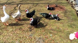 Muscovy Duck Vs The Goose