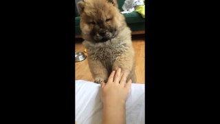 Chow Chow puppy plays hand & paw game with owner