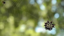 Star spiders mating - Gasteracantha cancriformis