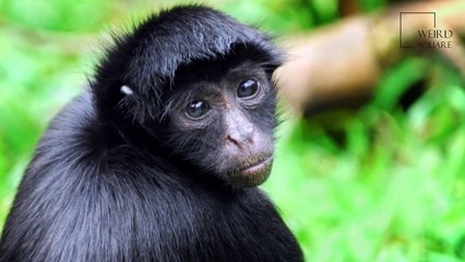 Interesting facts about spider monkey by weird square