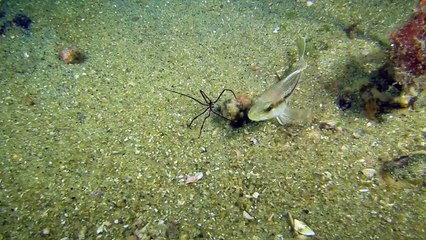Sea Spiders