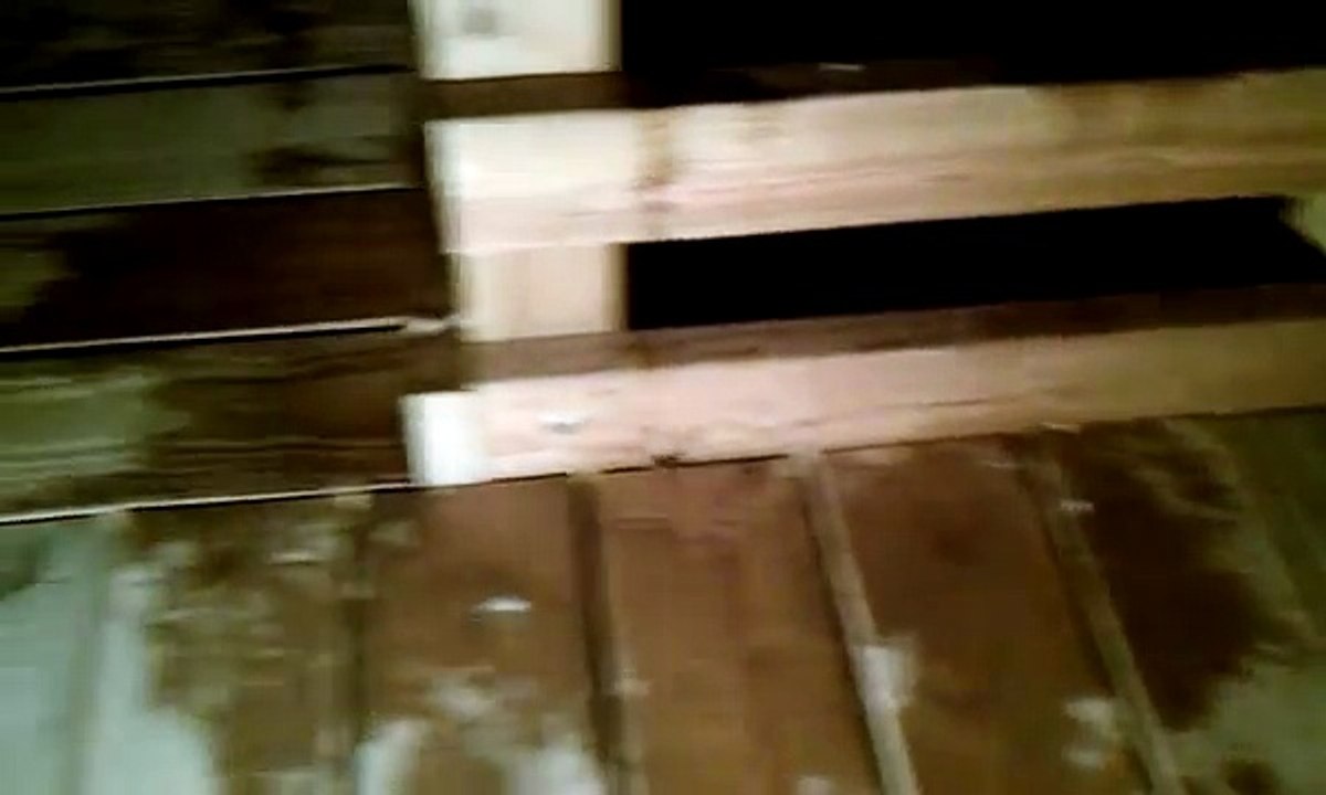 Giant dock spider ready to attack!!