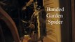 Banded Garden Spider wraps up a Praying Mantis