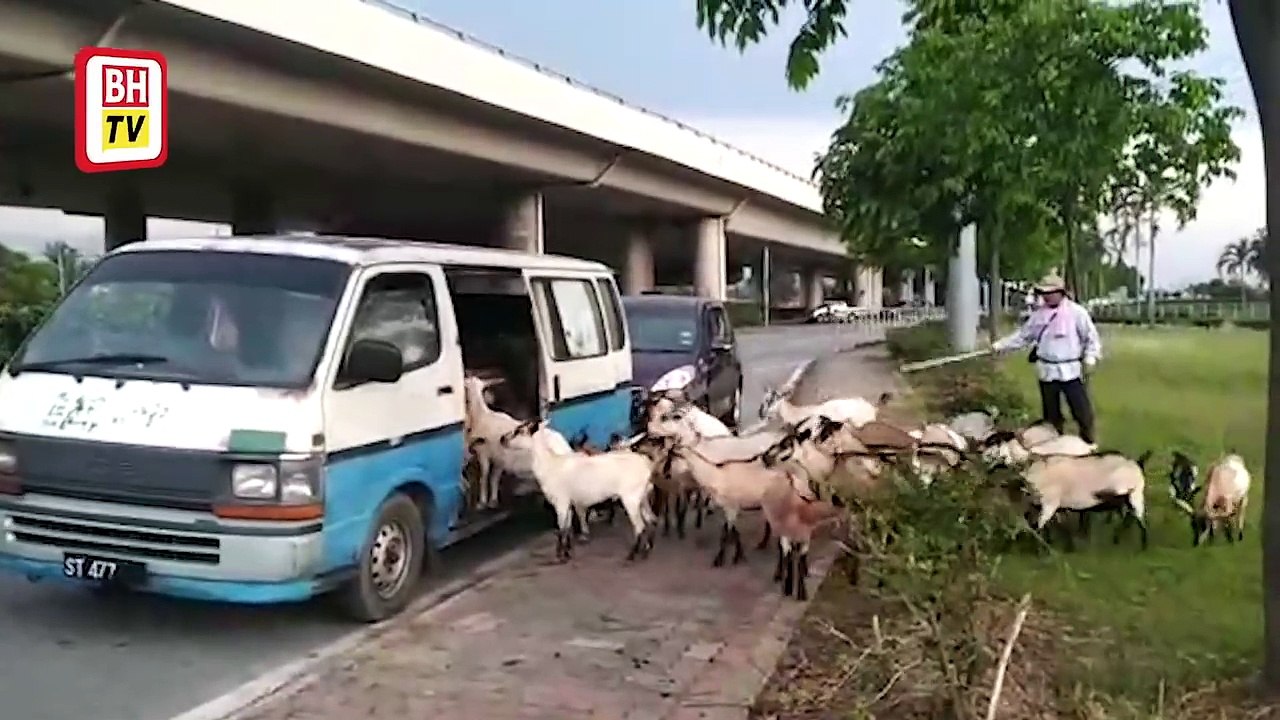 Kambing beratur naik van
