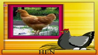 Learn About Birds पक्षी Preschool Learning For Kids – Hindi Educational Video