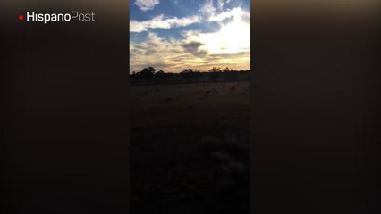 Mientras se recorría un campo grabó una estampida de canguros