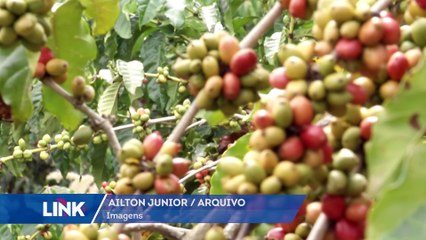 Cresce exportação de café conilon volta no Espírito Santo