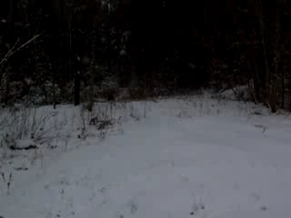 Chiens neige