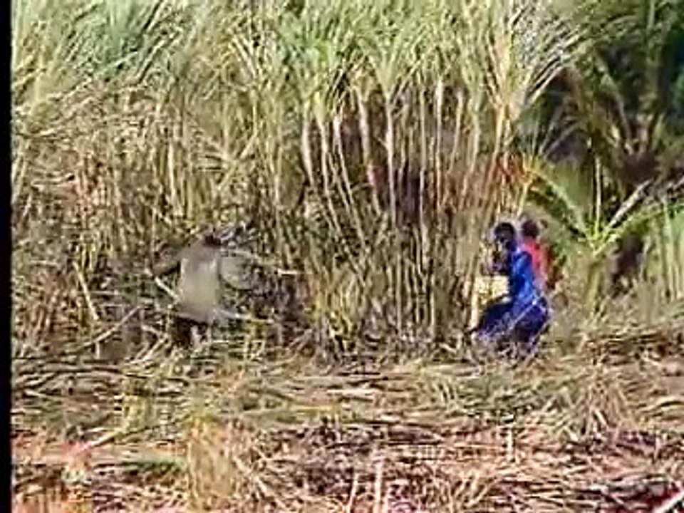 US Geography From Sea to Shining Sea Southeast Region