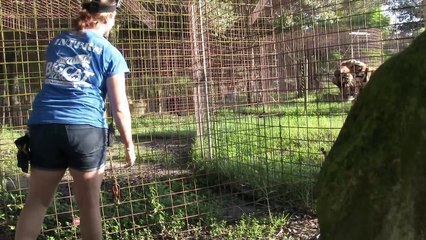 Angry Tiger VS Angry Lion