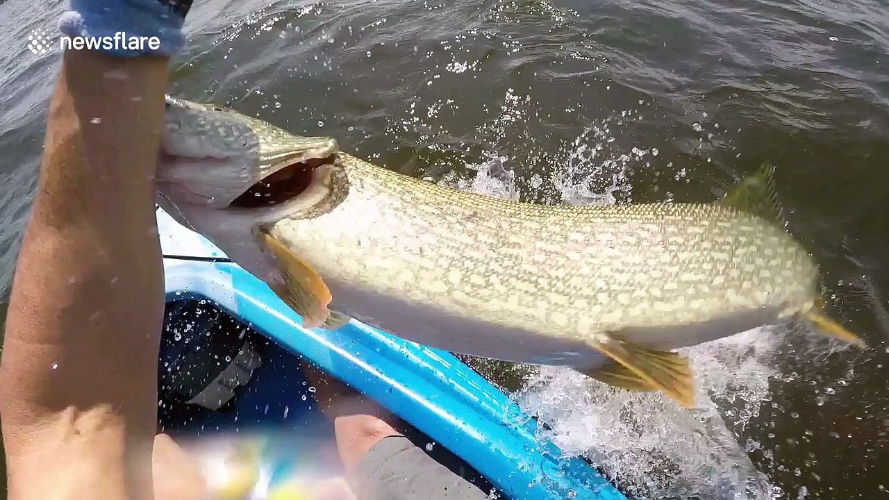 ‘Oh my gosh!’: Fisherman freaks out after catching and then losing largest fish of his life