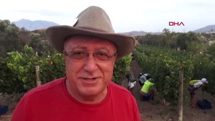 Muğla Bağ Bozumunda Renkli Görüntüler