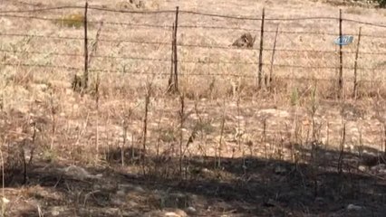 Kürekle Şahin Öldüren Adam Bu Kadarına da Pes Dedirtti