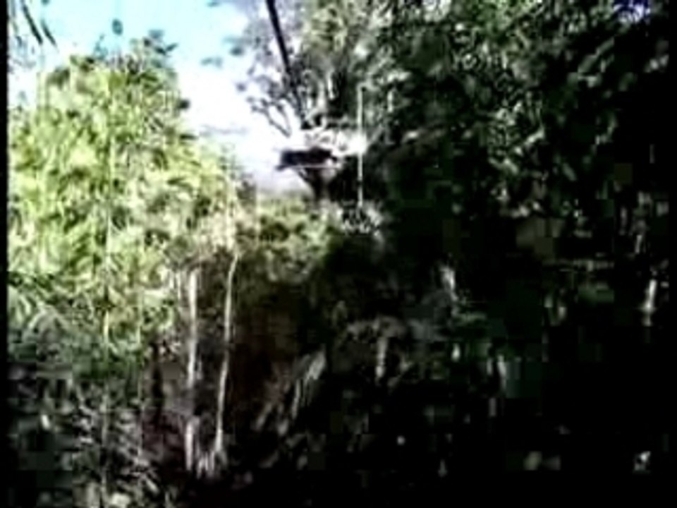 Gibbon Experience
